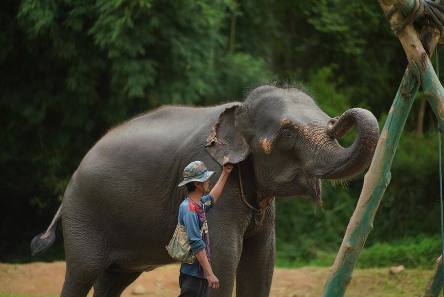 Chiang Mai: National Elephant Care, Rafting, & Ziplines Trip - Who should book this Chiang Mai day trip?