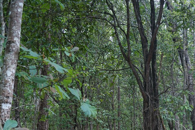 Chiang Mai Trekking Tour :Full day (no rafting) - Walking the Doi Inthanon forest trails