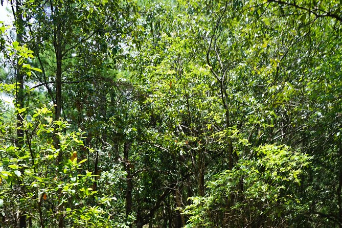 Chiang Mai Trekking Tour :Full day (no rafting) - A traditional Thai lunch in the forest