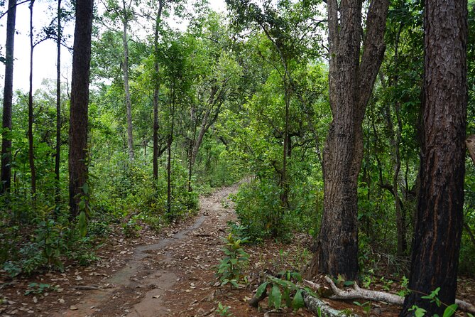 Chiang Mai Trekking Tour :Full day (no rafting) - What the $64.53 price really covers