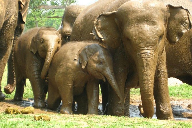 Chiang Mai Zipline White Water Rafting and Elephant Sanctuary - Two hours with elephants at the sanctuary
