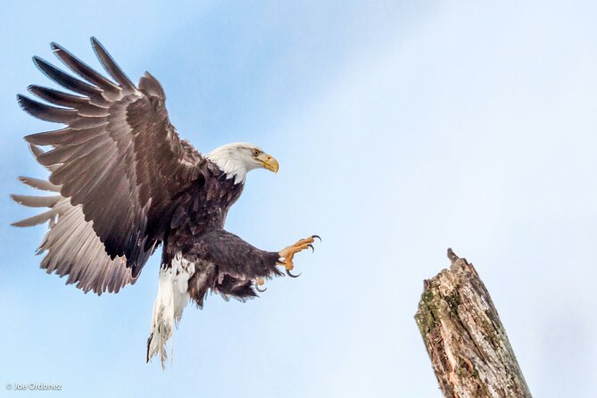 Chilkat Bald Eagle Preserve Rafting - Skagway Departure - Key points to know before booking