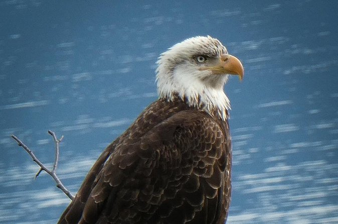 Chilkat Bald Eagle Preserve Rafting - Skagway Departure - Weather, comfort, and physical demands