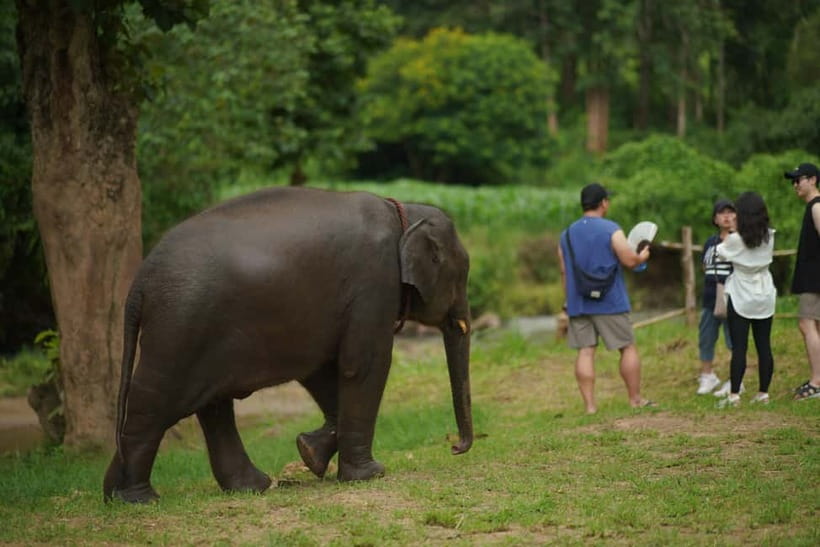 Elephant Habitat Park Feeding Entry & Rafting Van Transfer - The guide can shape the whole day