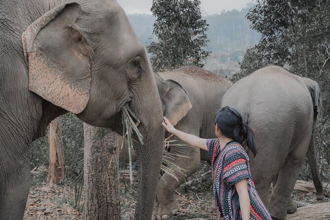 Elephant Sanctuary + Waterfall + Bamboo Rafting One Day Trip - What the $59.27 price really buys you