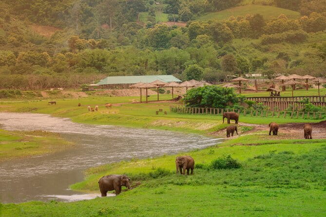 Elephant Sanctuary + Waterfall + Bamboo Rafting One Day Trip - Meeting the elephants at Mae Wang Elephant Camp