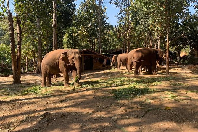 Elephant Sightings , Bamboo Rafting Through The Jungle, Swimming In a Waterfall - Starting at Chiang Mai Gate Market at 9 a.m.