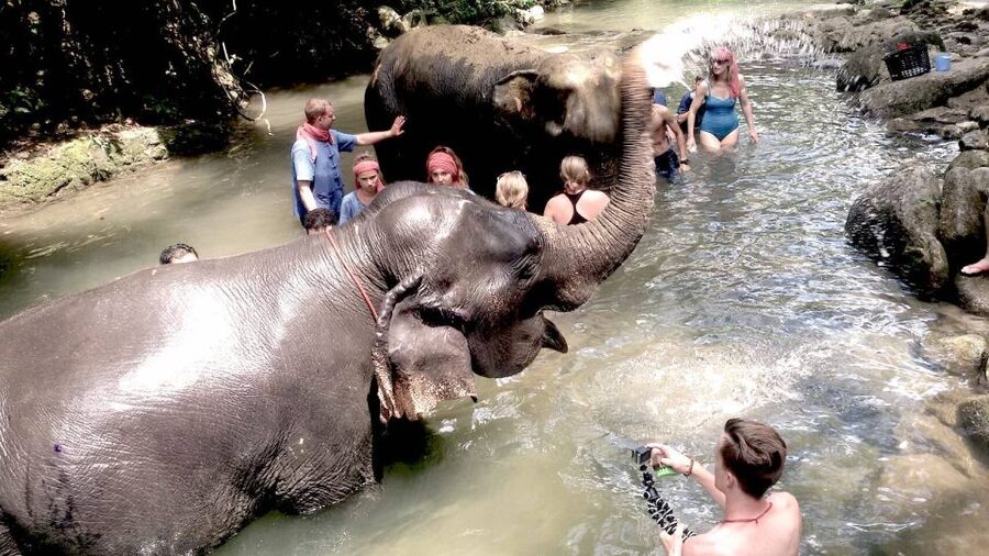 From Phuket: Elephant Care Experience with Rafting & Zipline - Meeting the Elephants in the Forest