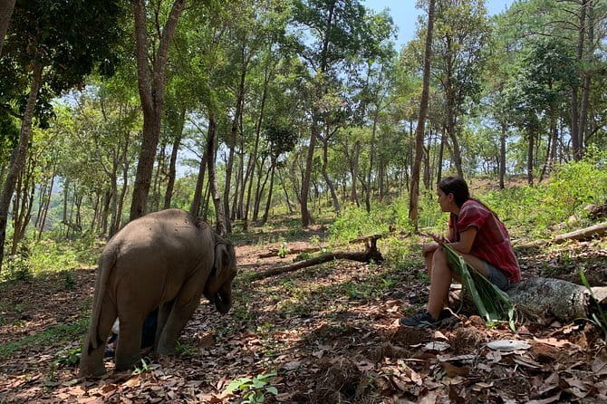Full Day Elephant Bathing and Bamboo Rafting Tour in Chiang Mai - Who will enjoy this day most