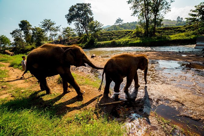 Full-Day Guided Tuk Tuk Chiang Mai Adventure and Rafting - Feeding and bathing elephants without riding