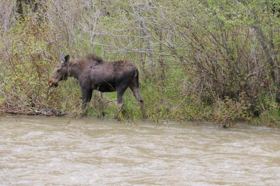 Gardiner: Scenic Raft Float on the Yellowstone River - Key points to know before you go