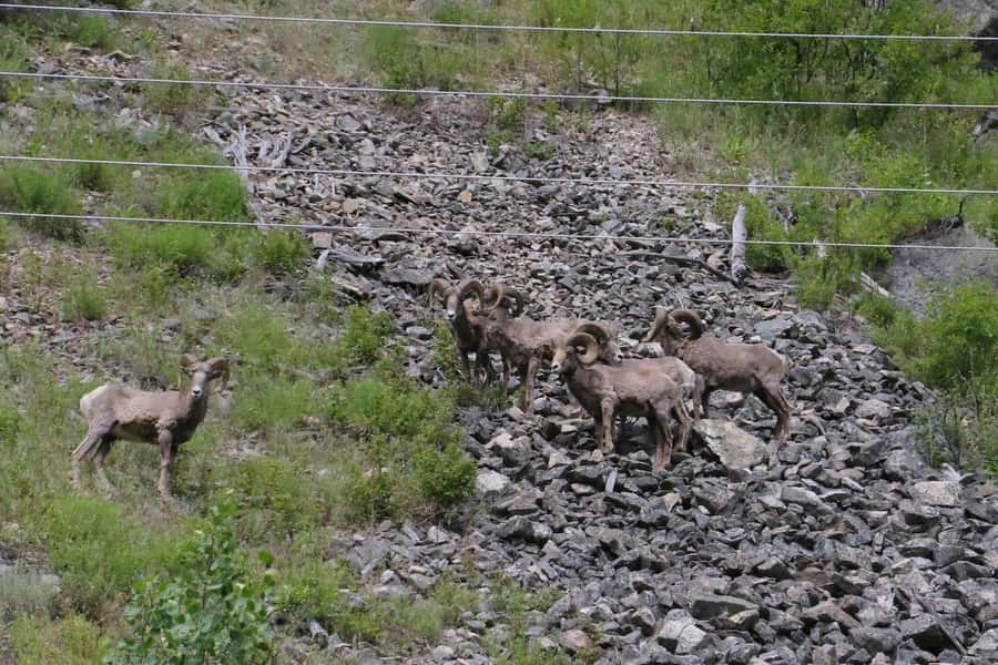 Gardiner: Scenic Raft Float on the Yellowstone River - What the group experience feels like