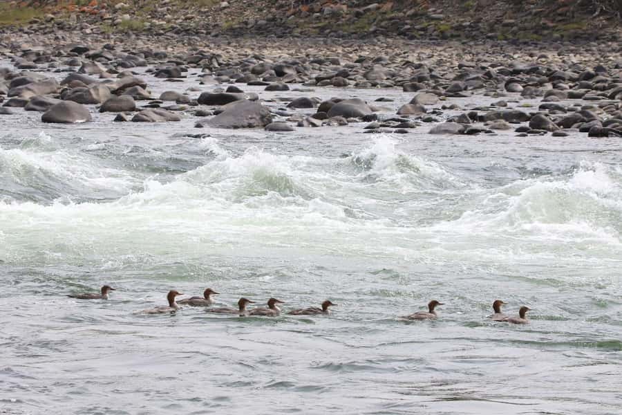 Gardiner: Scenic Raft Float on the Yellowstone River - Getting dressed and packing wisely