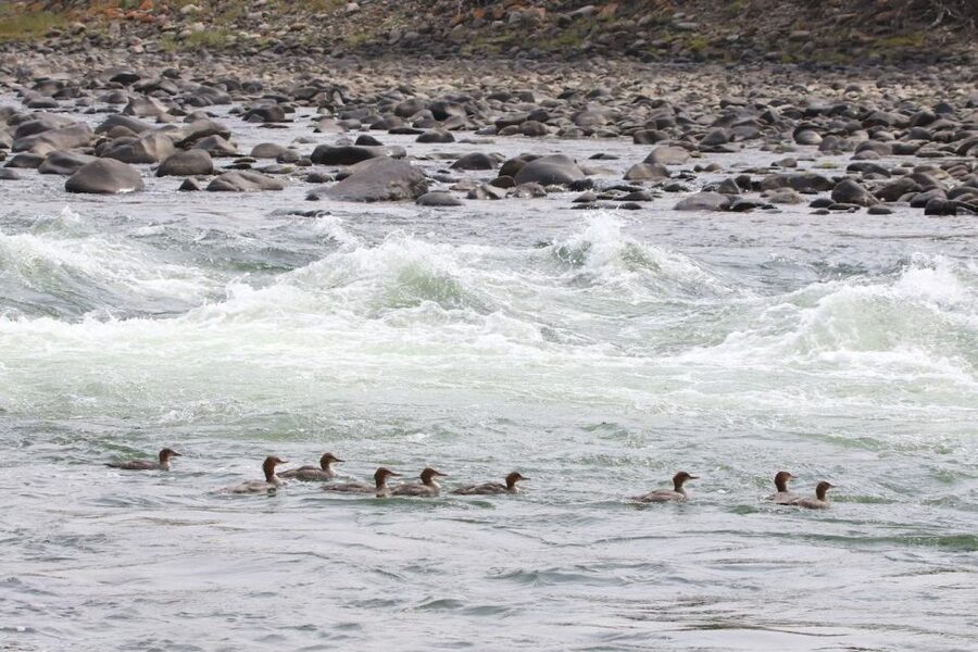 Gardiner: Scenic Raft Float on the Yellowstone River - Photos, souvenirs, and the return to Gardiner