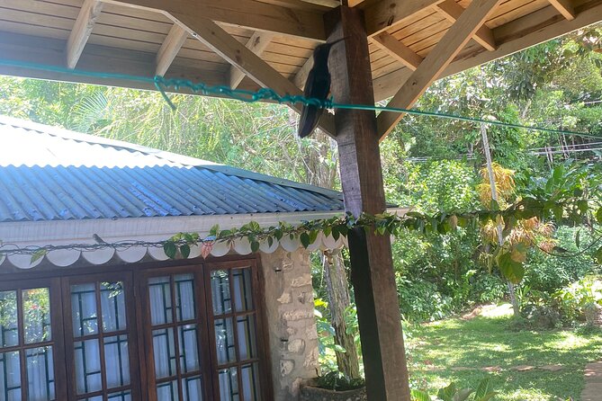 Great River Bamboo Rafting and Bird Sanctuary Combine Tour From Montego Bay - What the $120 price really covers