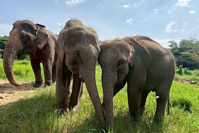 Half Day Elephant care and Whitewater Rafting Adventure - The 5-kilometer Mae Taeng River run