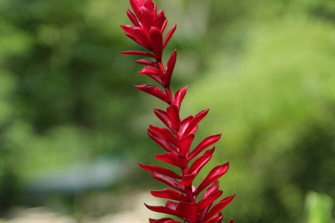 Half-Day Martha Brae Rafting Tour with Pickup Included - Rafter’s Village and Martha’s Herb Garden