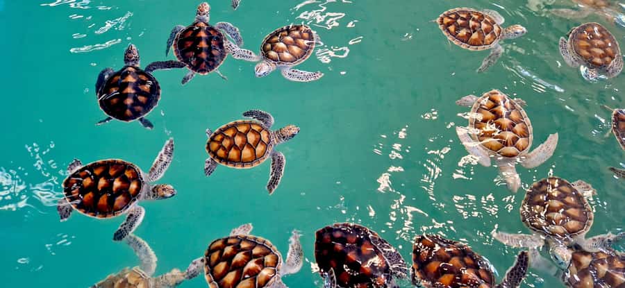 Khao Lak: Bamboo Raft, ATV & Sea Turtle Private Tour - How the private format affects the value