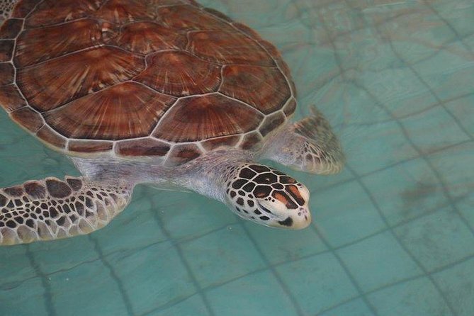 Khao Lak: Bamboo Rafting & Sea Turtle Conservation Center - Is $42.39 good value?