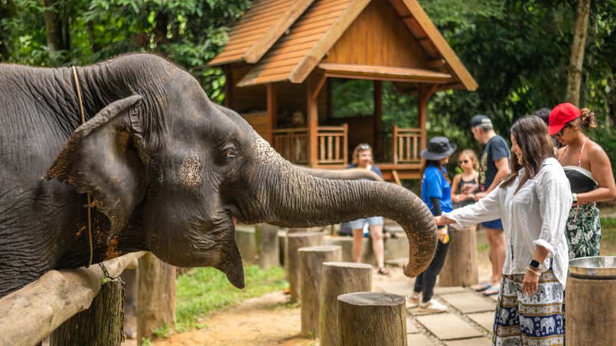 Khao Lak: Elephant Camp, Bamboo Rafting, and Waterfall Tour - Bamboo rafting through the rainforest