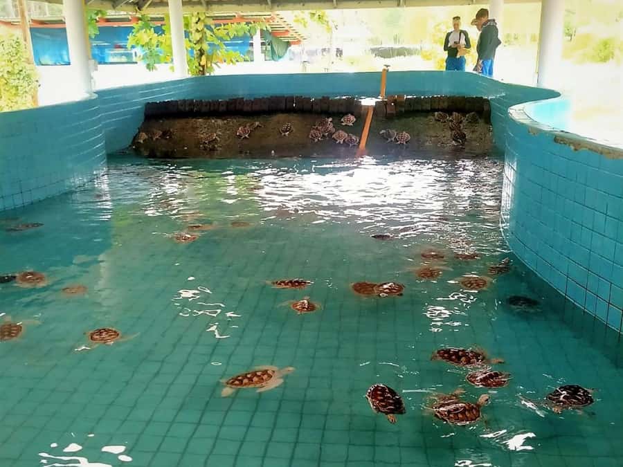 Khao Lak Ethical Adventure: Rafting, Turtles & Elephants - What to bring and how to prepare
