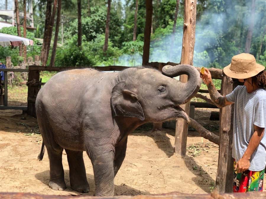 Khao Lak Ethical Adventure: Rafting, Turtles & Elephants - Bamboo rafting through the rainforest