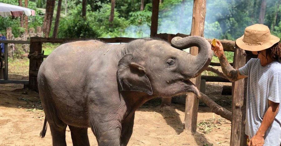 Khao Lak Ethical Adventure: Rafting, Turtles & Elephants - Making Ya Dom and Khanom Krok