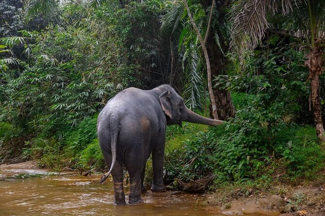Khao Lak: Half day Bamboo Rafting Tour with Lunch - A 60-minute Thai lunch gives the tour breathing room