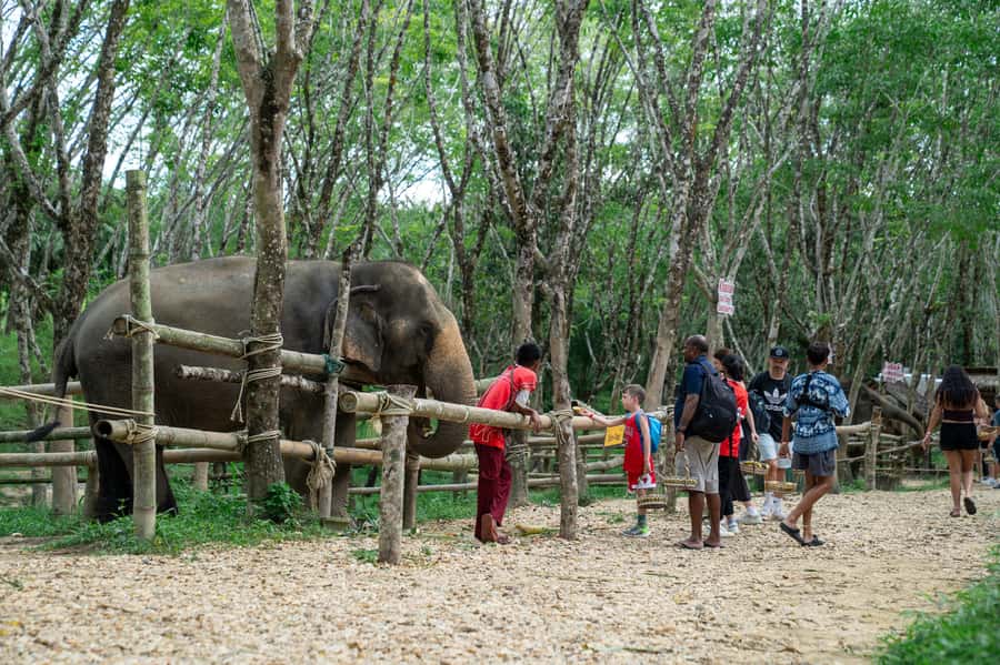 Khao Lak Multi-Adventure: Bamboo Rafting, ATV & Elephants - Who will enjoy this most