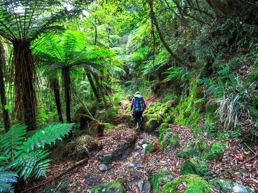 Khao Lak: Private Khao Sok Jungle Safari with Bamboo Rafting - The three-hour walk to the waterfall