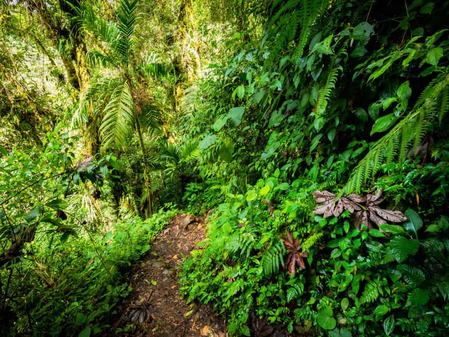 Khao Lak: Private Khao Sok Jungle Safari with Bamboo Rafting - An hour on a bamboo raft