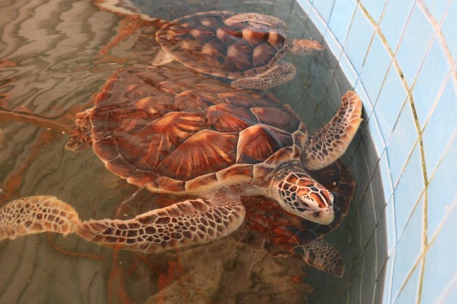 Khao Lak: Raft Expedition & Sea Turtle Conservation Center - Guides, pace, and the value of a private tour
