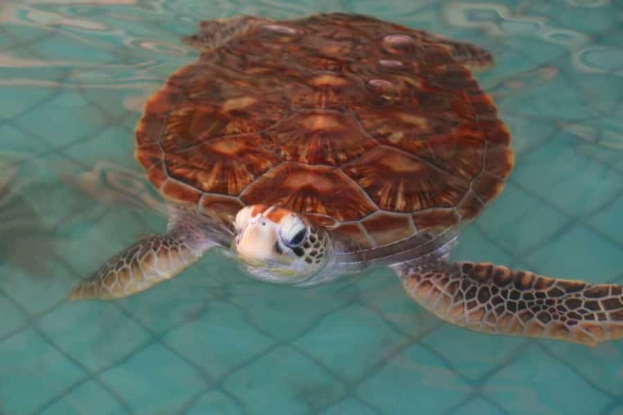 Khao Lak: Rafting, Elephant Bathing & Sea Turtle Center Tour - Quick Points Before You Book