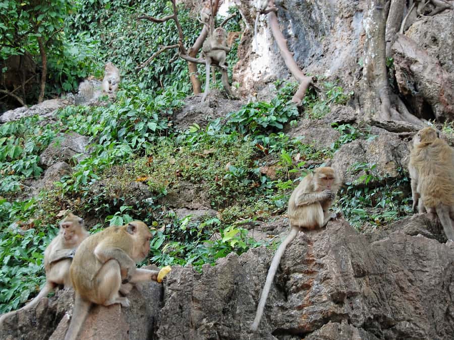 Khao Lak: Rafting, ZipLine, Lunch Buffet ,ATV Options Trip - Is the $83 price good value?