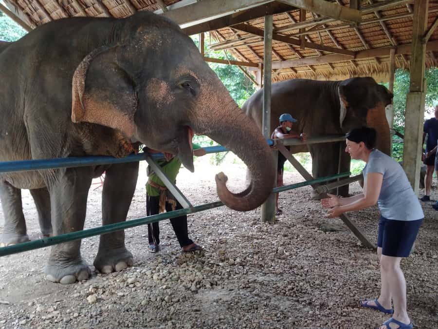 Khao Sok: Elephant Rescue Center with Lunch & Bamboo Rafting - A full day from Khao Lak into Khao Sok