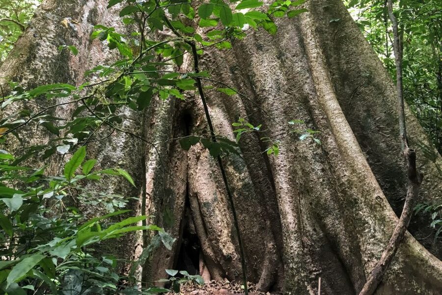 Khao Sok Jungle Day Trip - Jungle Trekking & Bamboo Rafting - Key points to know before booking