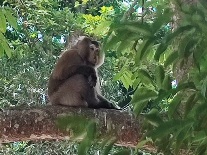 Khao Sok Jungle Day Trip - Jungle Trekking & Bamboo Rafting - The 7:00 AM pickup and ride to Khao Sok