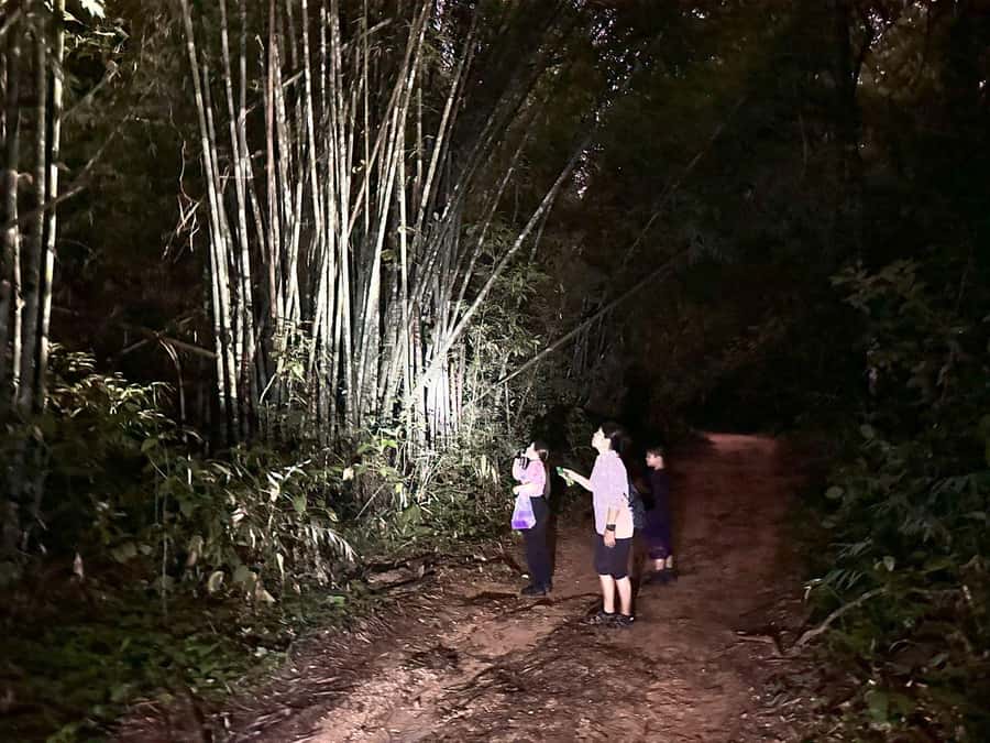 Khao Sok Jungle Sunset Wildlife Encounter & Bamboo Rafting - Leaving Khao Lak for Khao Sok