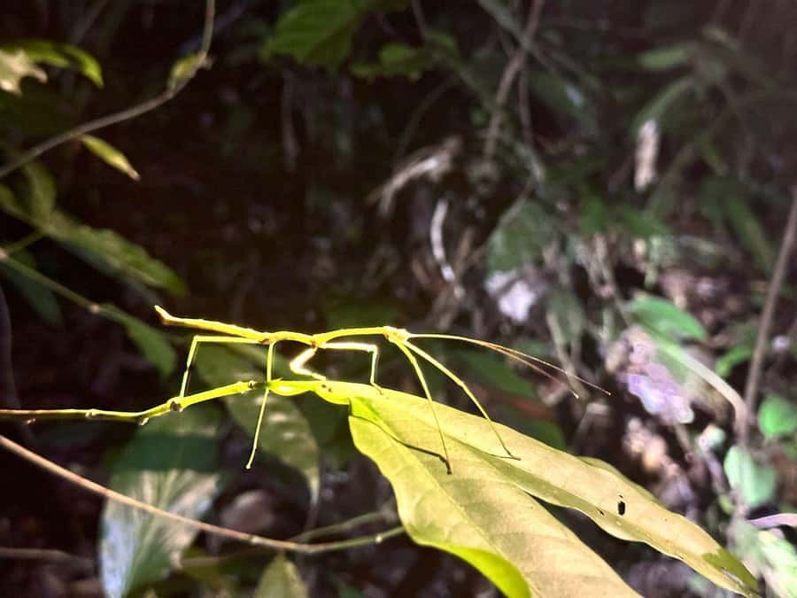 Khao Sok Jungle Sunset Wildlife Encounter & Bamboo Rafting - Phanthurat Temple and its relaxed monkeys