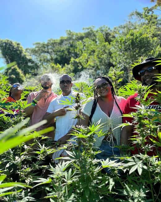 Marijuana Farm, Bamboo Rafting and Doctors Cave Beach Tour - Should you book the marijuana farm, rafting, and beach tour?