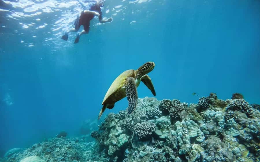 Maui: Semi-Private 3 Hour Eco-Raft Turtle Snorkel Tour - Key points before you book