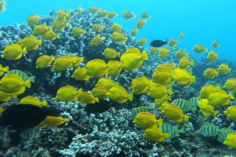 Maui: Semi-Private 3 Hour Eco-Raft Turtle Snorkel Tour - Snacks, drinks, and the family-style atmosphere