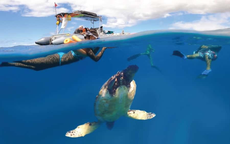 Maui: Semi-Private 3 Hour Eco-Raft Turtle Snorkel Tour - Starting at 1223 Front Street in Lahaina