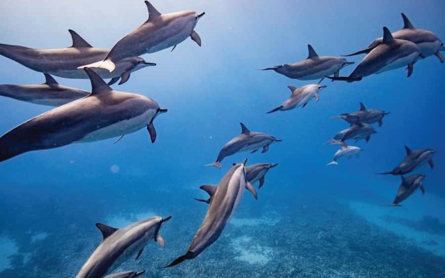 Maui: Semi-Private Eco-Raft Lanai Snorkel & Dolphin Tour - The crossing to Lanai