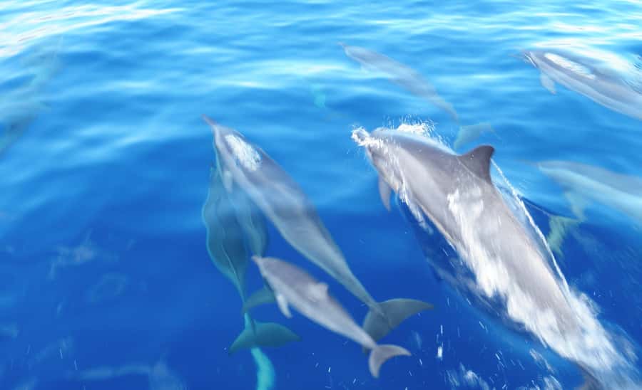 Maui: Semi-Private Eco-Raft Lanai Snorkel & Dolphin Tour - Breakfast, then your first snorkeling session