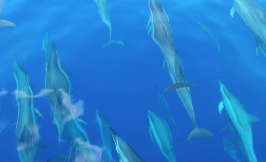 Maui: Semi-Private Eco-Raft Lanai Snorkel & Dolphin Tour - Who should book this Lanai trip?