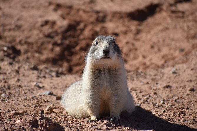 Moab Combo: Colorado River Rafting and Canyonlands 4X4 Tour - Shafer Trail, Fossil Point, and ancient rock art