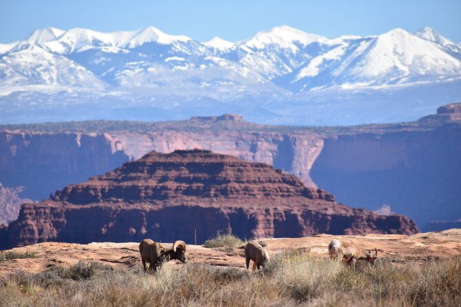 Moab Combo: Colorado River Rafting and Canyonlands 4X4 Tour - Price, group size, and what is included