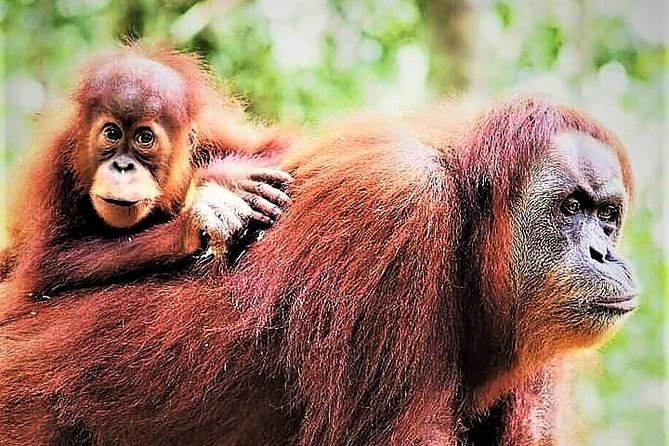 Monkey Business 2 days - 1 night Jungle Trekking (including rafting) - Starting in Bukit Lawang, not central Medan
