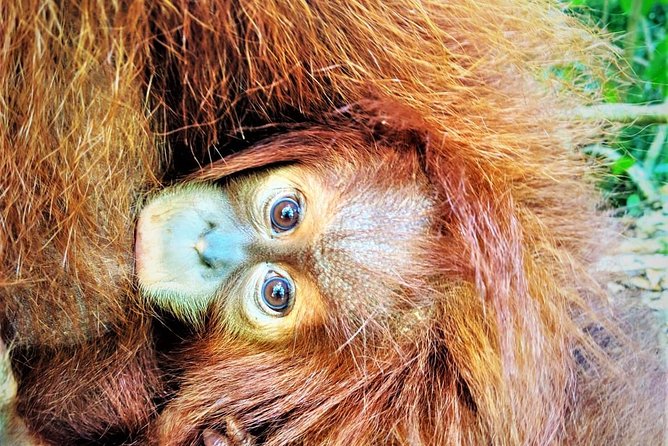 Monkey Business 2 days - 1 night Jungle Trekking (including rafting) - What the jungle walk demands from you